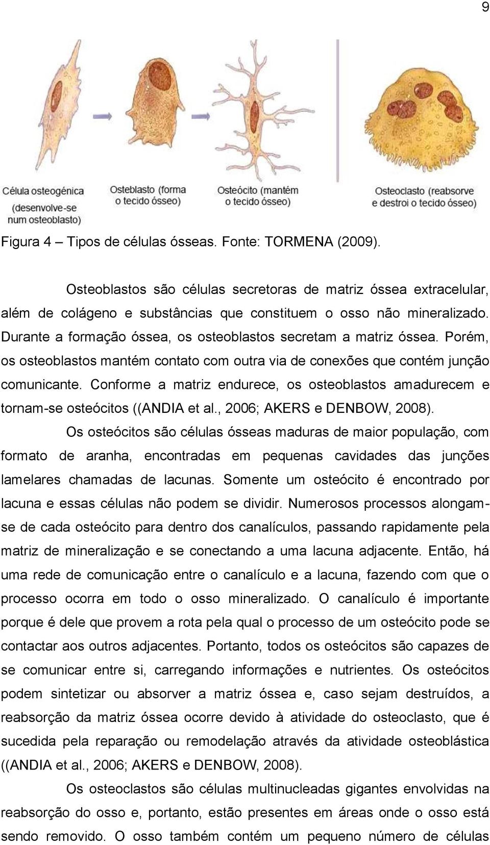 Conforme a matriz endurece, os osteoblastos amadurecem e tornam-se osteócitos ((ANDIA et al., 2006; AKERS e DENBOW, 2008).