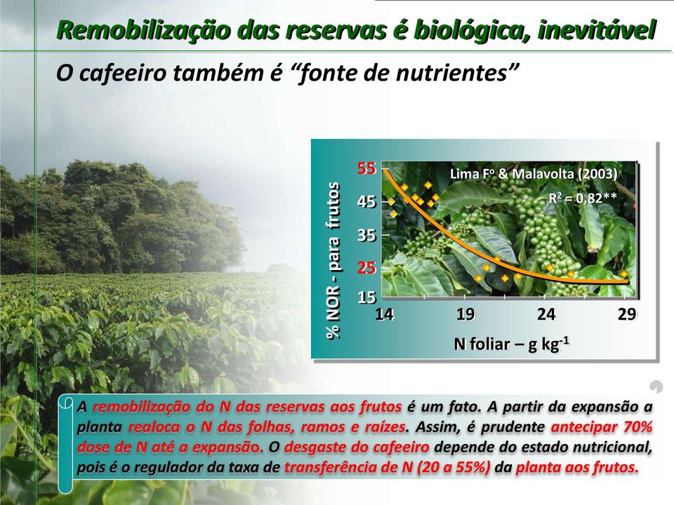 A partir da expansão a planta realoca o N das folhas, ramos e raízes. Assim, é prudente antecipar 70% dose de N até a expansão.