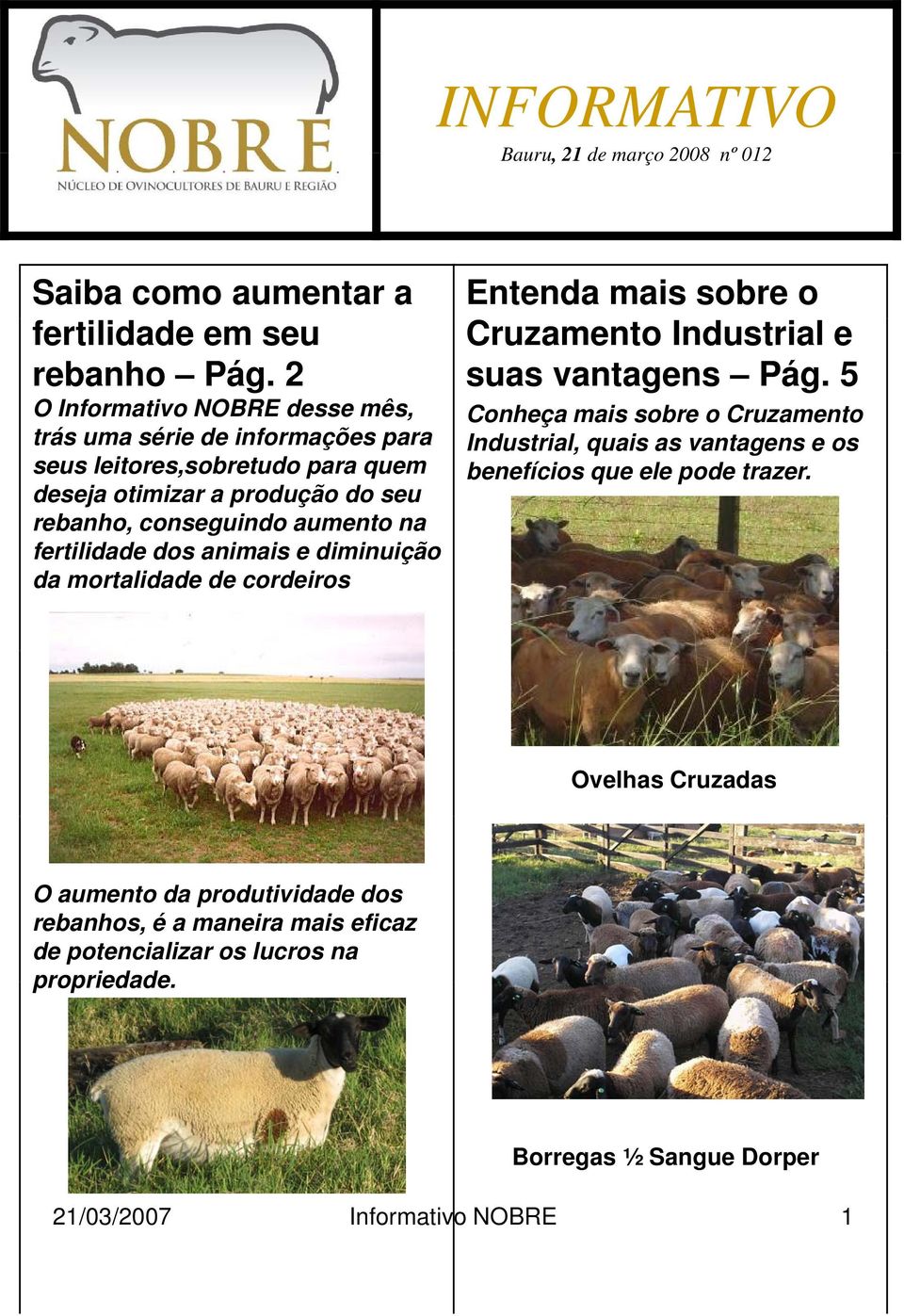 fertilidade dos animais e diminuição da mortalidade de cordeiros Entenda mais sobre o Cruzamento Industrial e suas vantagens Pág.