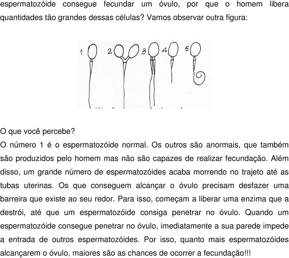 Além disso, um grande número de espermatozóides acaba morrendo no trajeto até as tubas uterinas. Os que conseguem alcançar o óvulo precisam desfazer uma barreira que existe ao seu redor.