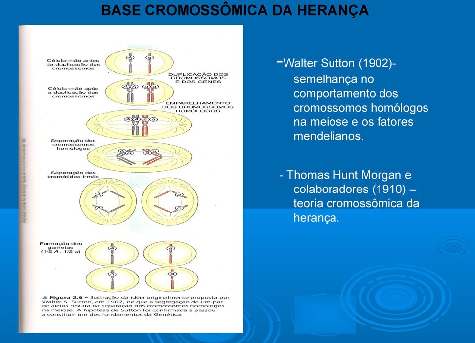 homólogos na meiose e os fatores mendelianos.