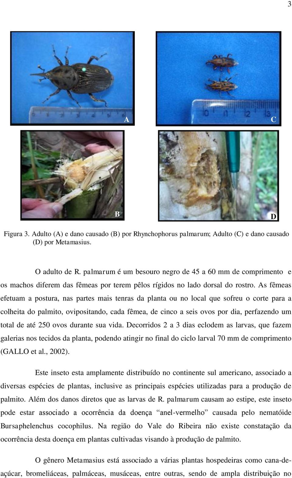 As fêmeas efetuam a postura, nas partes mais tenras da planta ou no local que sofreu o corte para a colheita do palmito, ovipositando, cada fêmea, de cinco a seis ovos por dia, perfazendo um total de