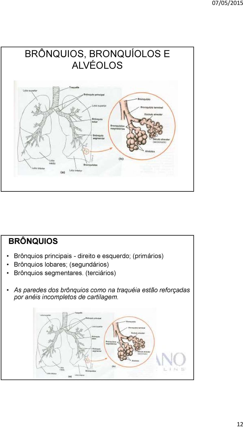 Brônquios segmentares.