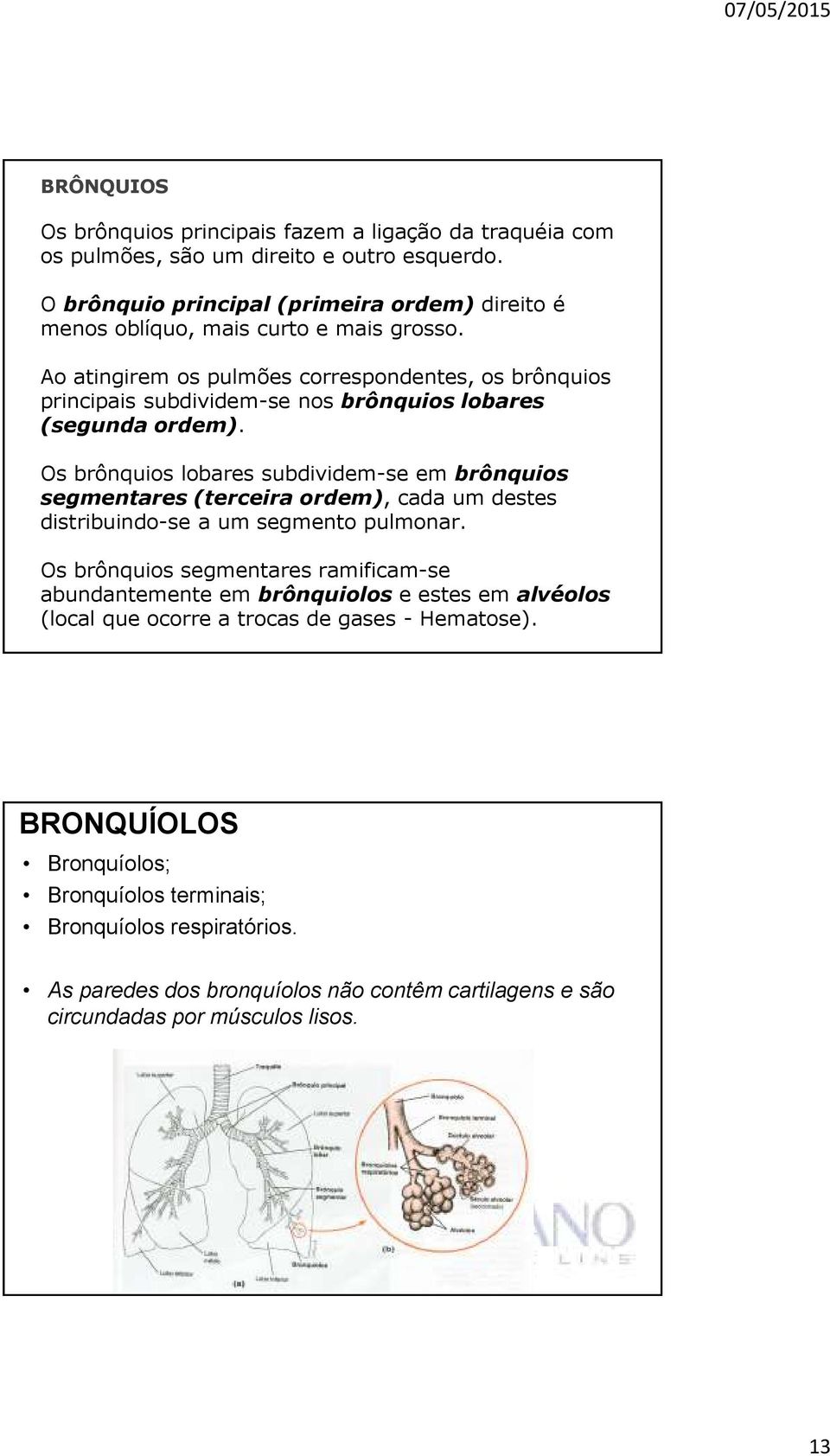 Ao atingirem os pulmões correspondentes, os brônquios principais subdividem-se nos brônquios lobares (segunda ordem).