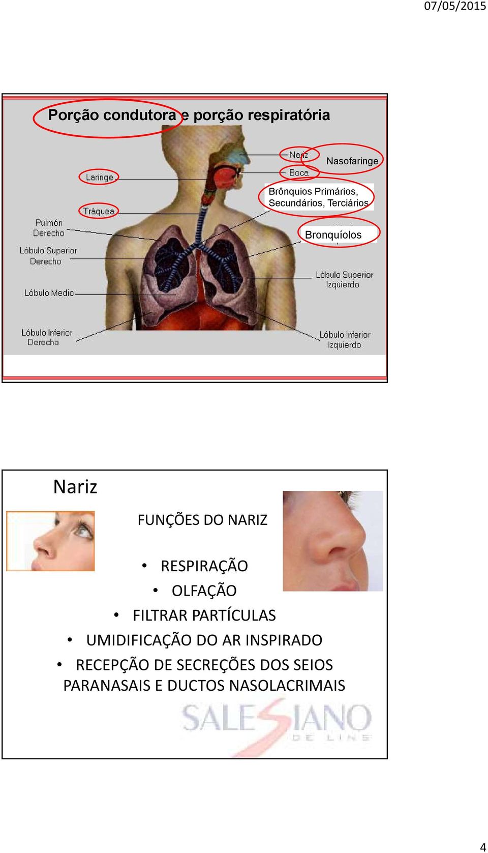 NARIZ RESPIRAÇÃO OLFAÇÃO FILTRAR PARTÍCULAS UMIDIFICAÇÃO DO AR