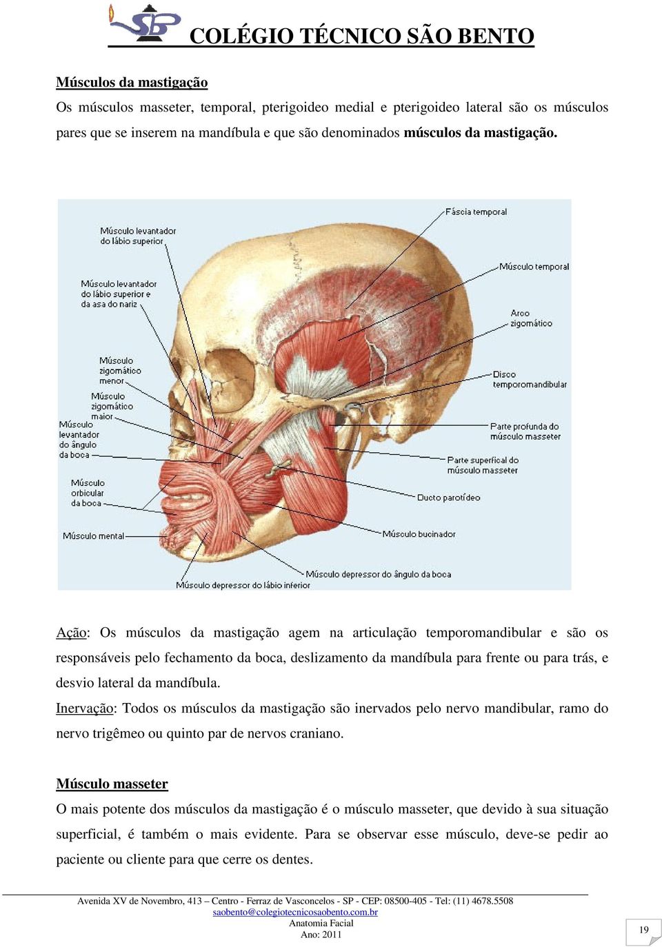 mandíbula. Inervação: Todos os músculos da mastigação são inervados pelo nervo mandibular, ramo do nervo trigêmeo ou quinto par de nervos craniano.