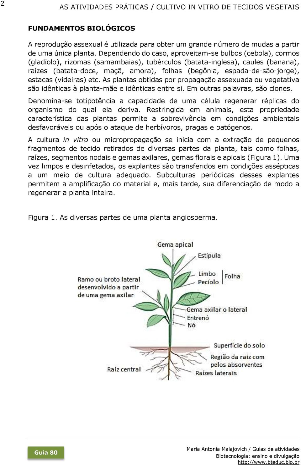 espada-de-são-jorge), estacas (videiras) etc. As plantas obtidas por propagação assexuada ou vegetativa são idênticas à planta-mãe e idênticas entre si. Em outras palavras, são clones.