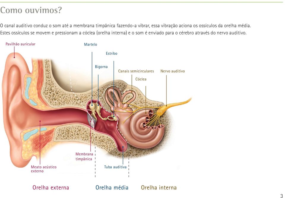 orelha média.