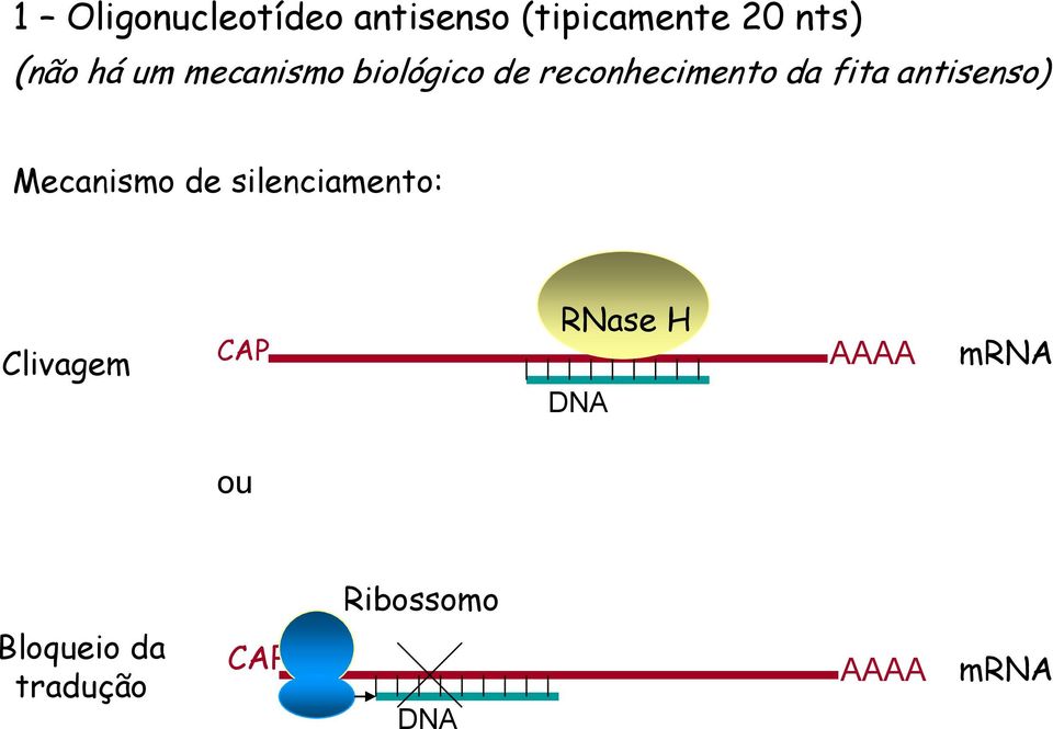 antisenso) Mecanismo de silenciamento: Clivagem RNase H