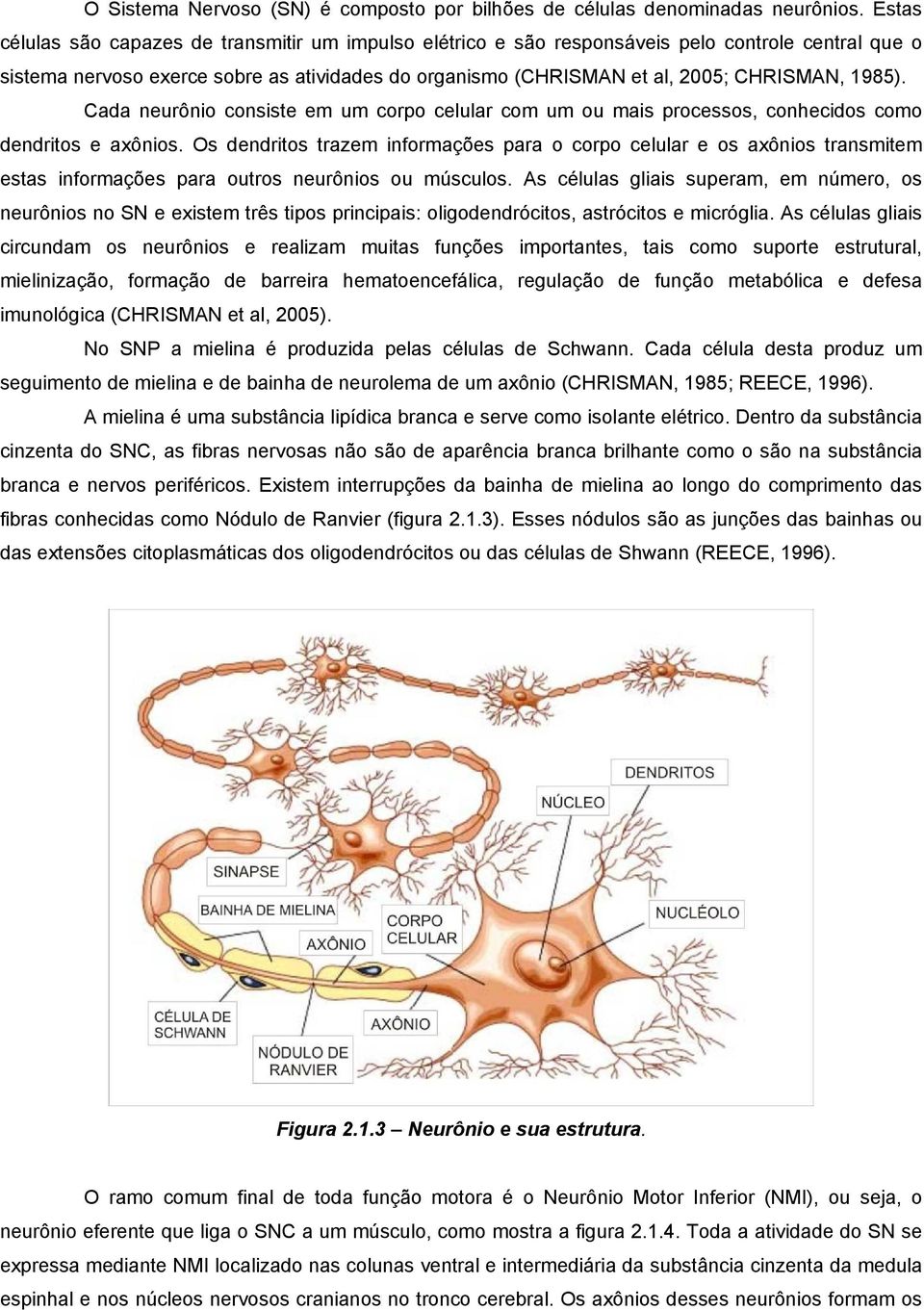 1985). Cada neurônio consiste em um corpo celular com um ou mais processos, conhecidos como dendritos e axônios.