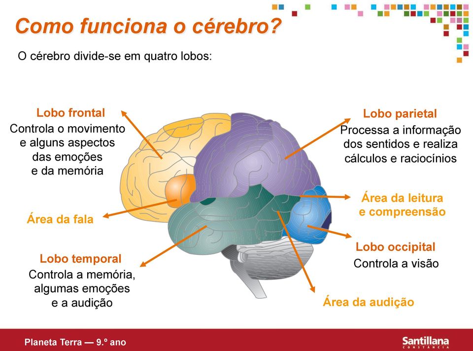 emoções e da memória Área da fala Lobo temporal Controla a memória, algumas emoções e a