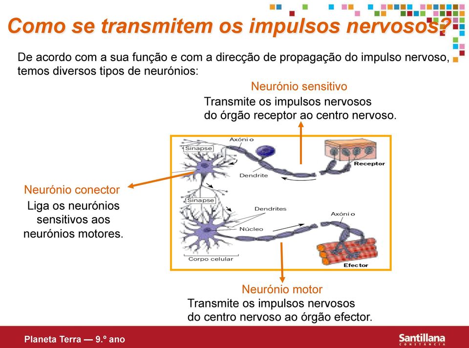 tipos de neurónios: Neurónio sensitivo Transmite os impulsos nervosos do órgão receptor ao centro