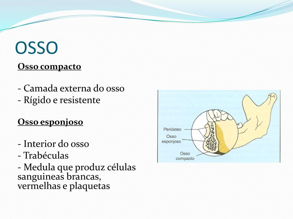 do osso - Trabéculas - Medula que produz