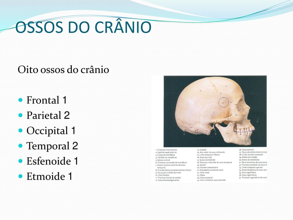 Parietal 2 Occipital 1