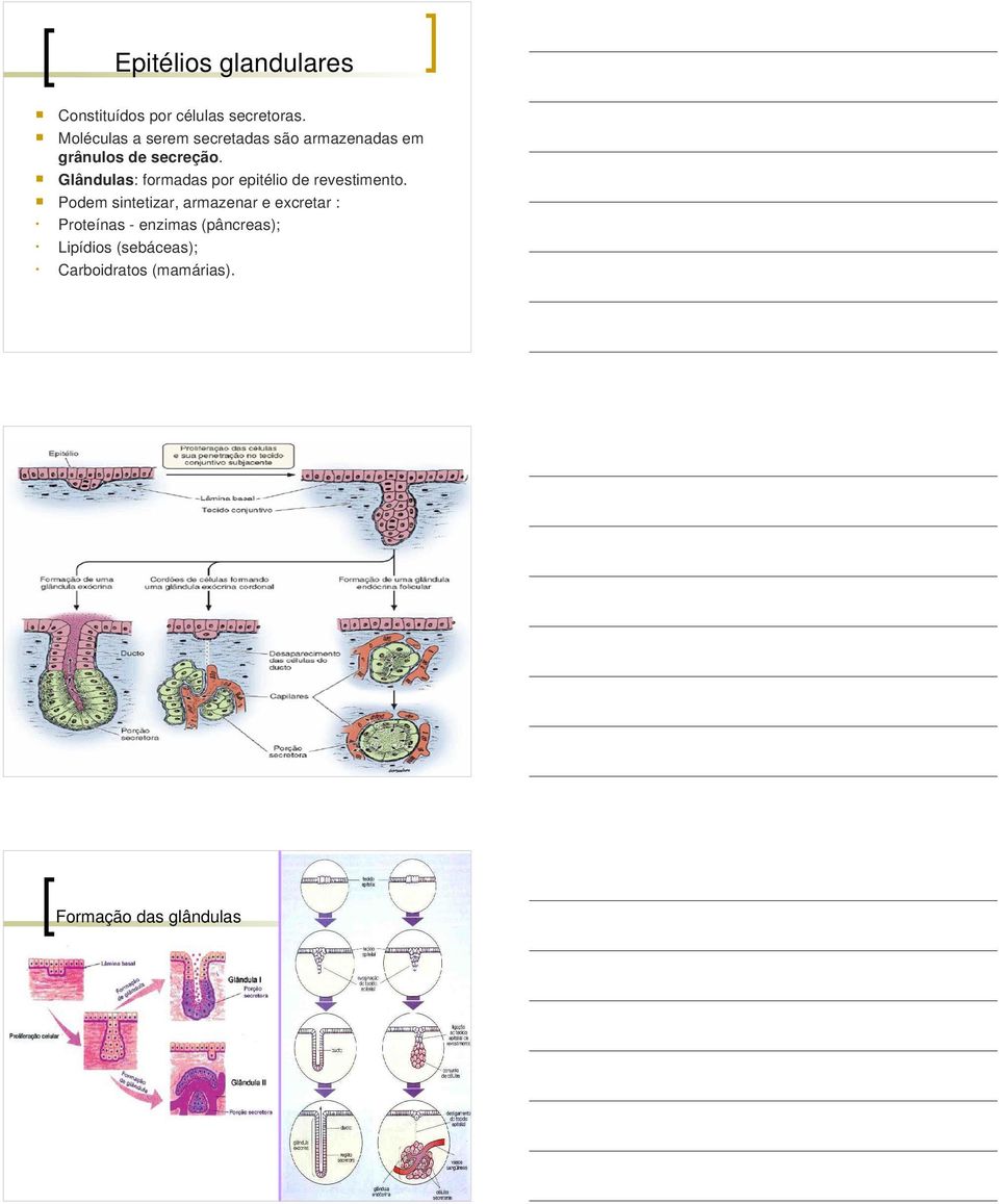 Glândulas: formadas por epitélio de revestimento.