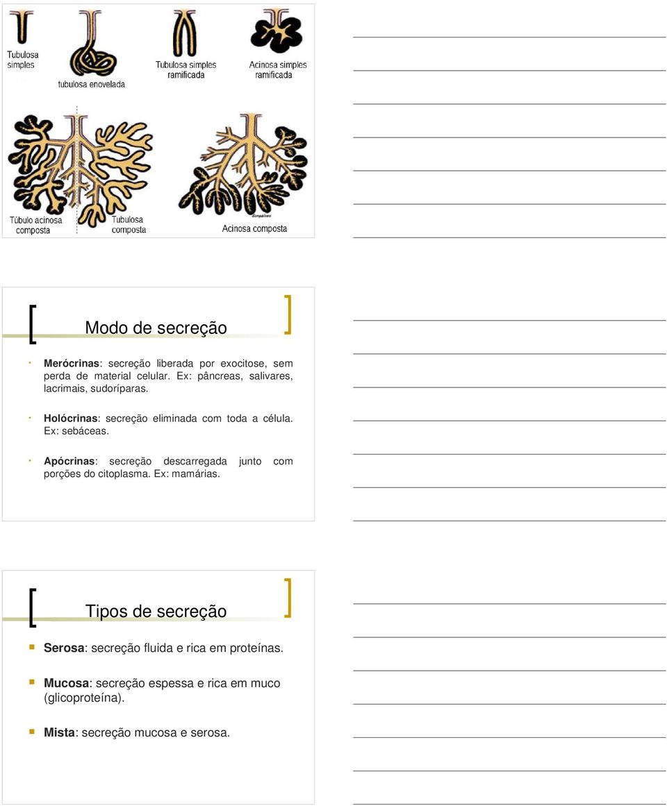 Ex: sebáceas. Apócrinas: secreção descarregada junto com porções do citoplasma. Ex: mamárias.