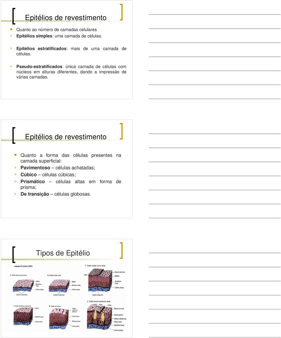 Pseudo-estratificados: única camada de células com núcleos em alturas diferentes, dando a impressão de várias camadas.