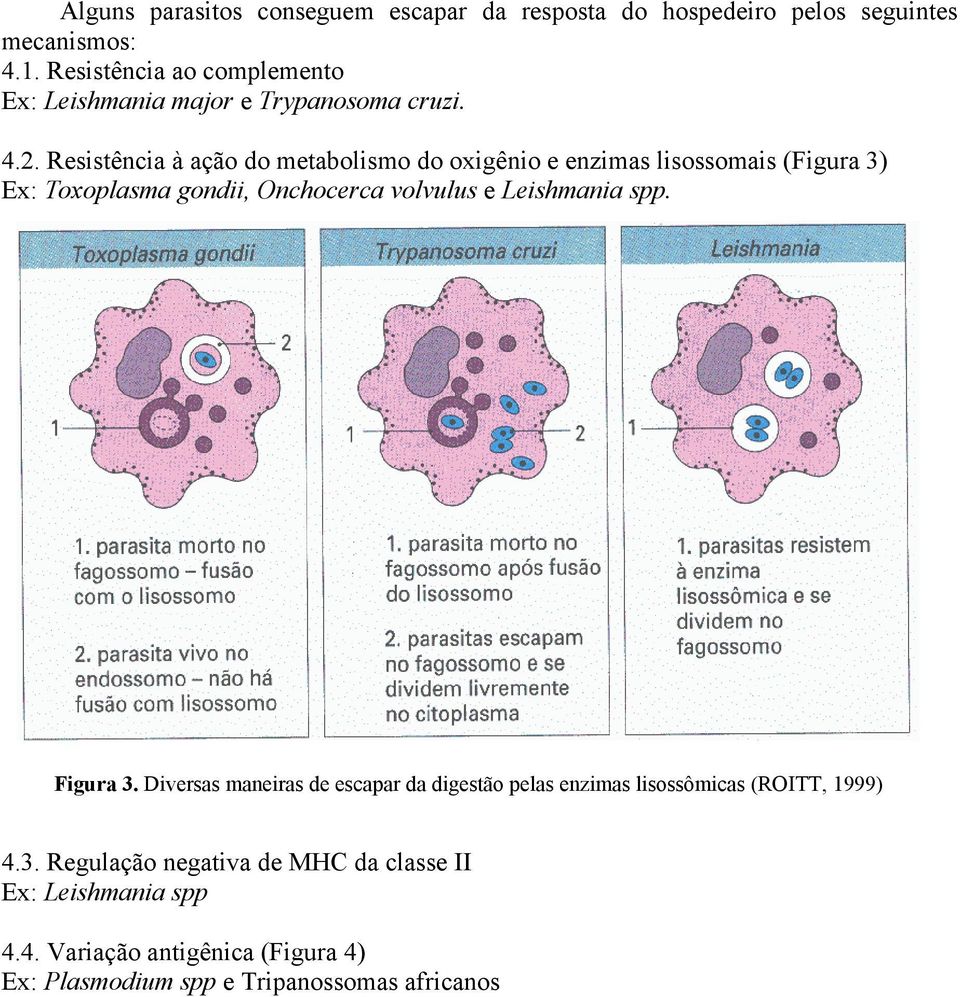 Resistência à ação do metabolismo do oxigênio e enzimas lisossomais (Figura 3) Ex: Toxoplasma gondii, Onchocerca volvulus e Leishmania
