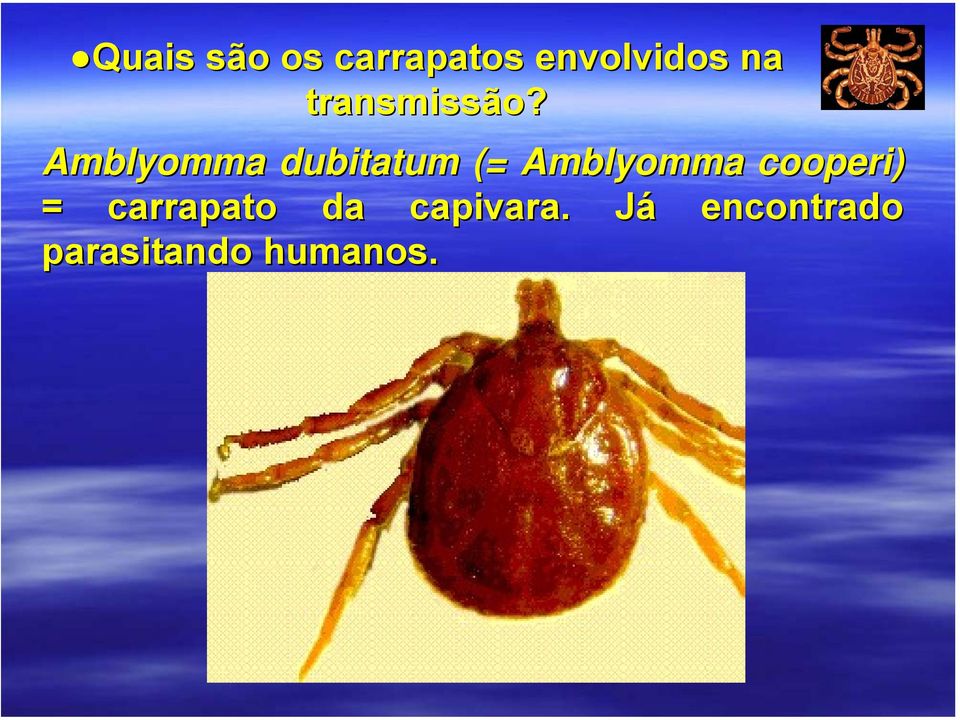 Amblyomma dubitatum (= Amblyomma