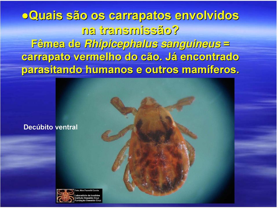 Fêmea de Rhipicephalus sanguineus = carrapato