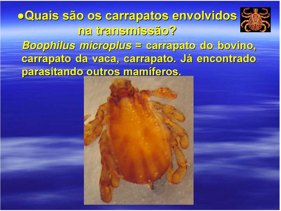 Boophilus microplus = carrapato do