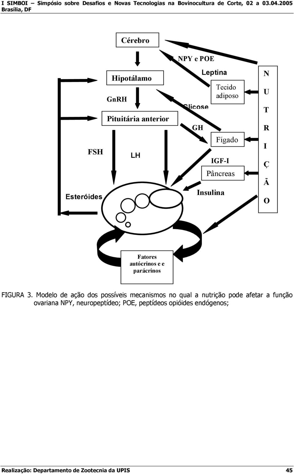 3. Modelo de ação dos possíveis mecanismos no qual a nutrição pode afetar a função ovariana NPY,