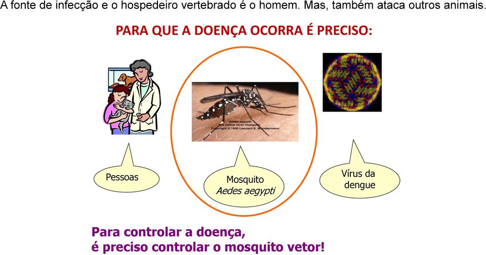 PARA QUE A DOENÇA OCORRA É PRECISO: Pessoas Mosquito Aedes