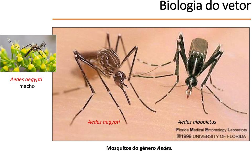 aegypti Aedes