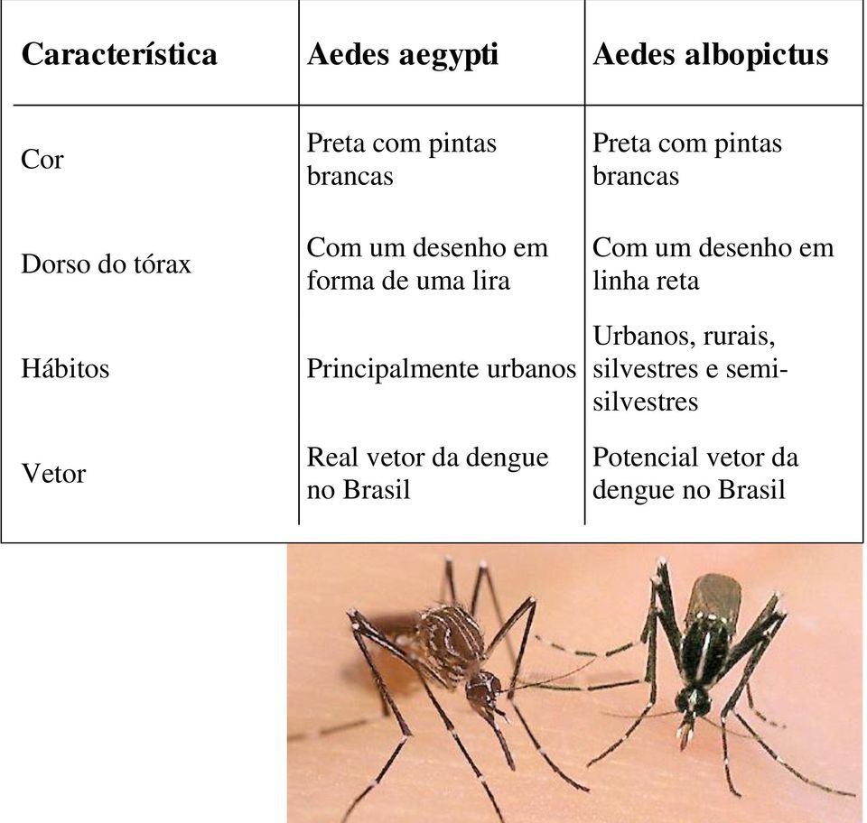 urbanos Real vetor da dengue no Brasil Preta com pintas brancas Com um desenho em