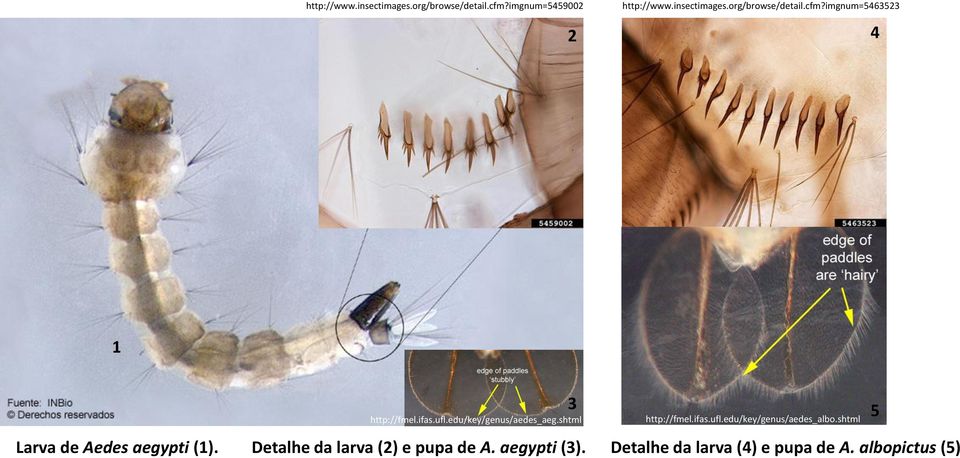 shtml Larva de Aedes aegypti (1). Detalhe da larva (2) e pupa de A. aegypti (3).