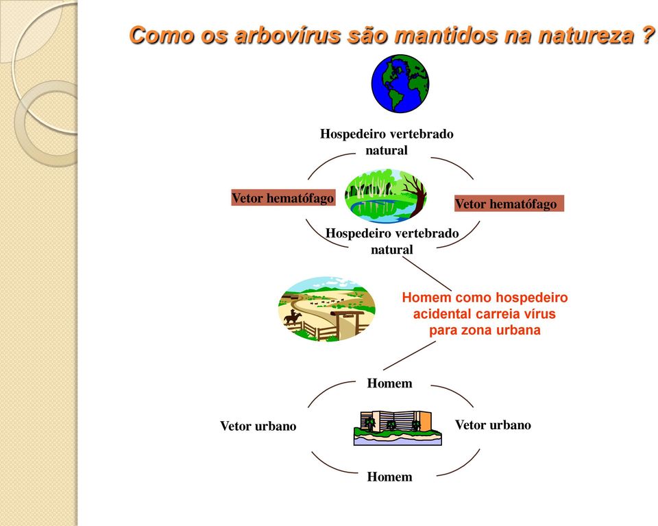 hematófago Hospedeiro vertebrado natural Homem como