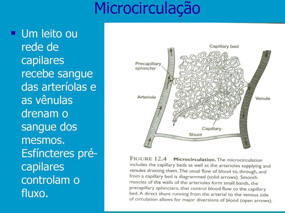 e as vênulas drenam o sangue dos mesmos.