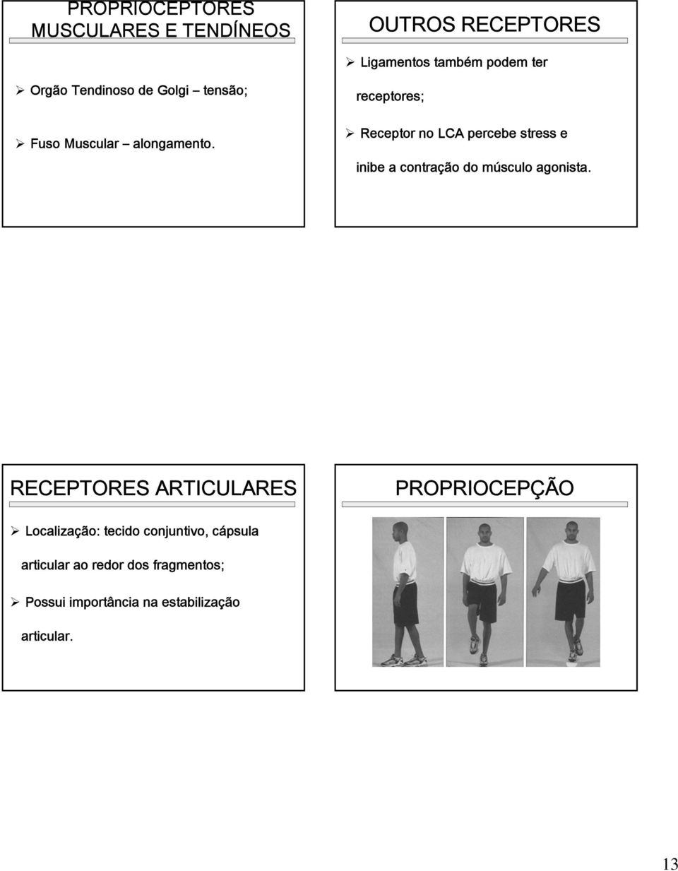 receptores; Receptor no LCA percebe stress e inibe a contração do músculo agonista.