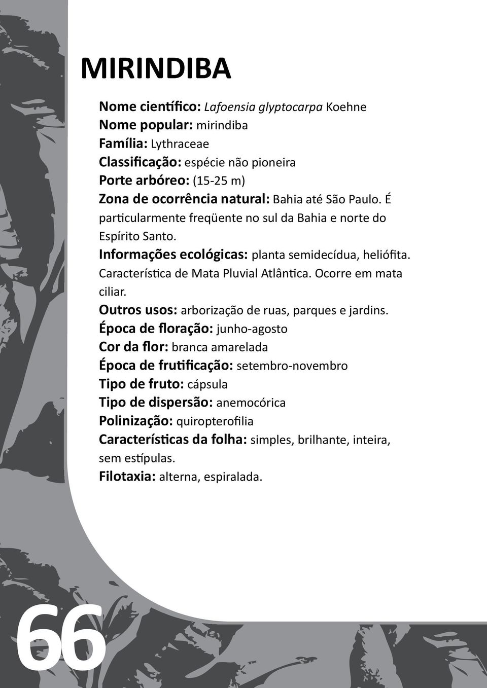 Característica de Mata Pluvial Atlântica. Ocorre em mata ciliar. Outros usos: arborização de ruas, parques e jardins.