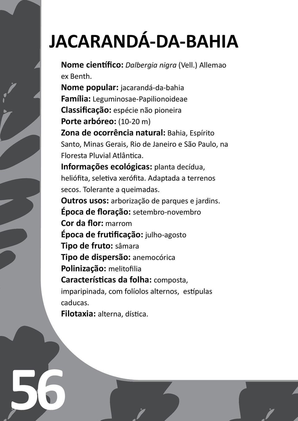 de Janeiro e São Paulo, na Floresta Pluvial Atlântica. Informações ecológicas: planta decídua, heliófita, seletiva xerófita. Adaptada a terrenos secos. Tolerante a queimadas.