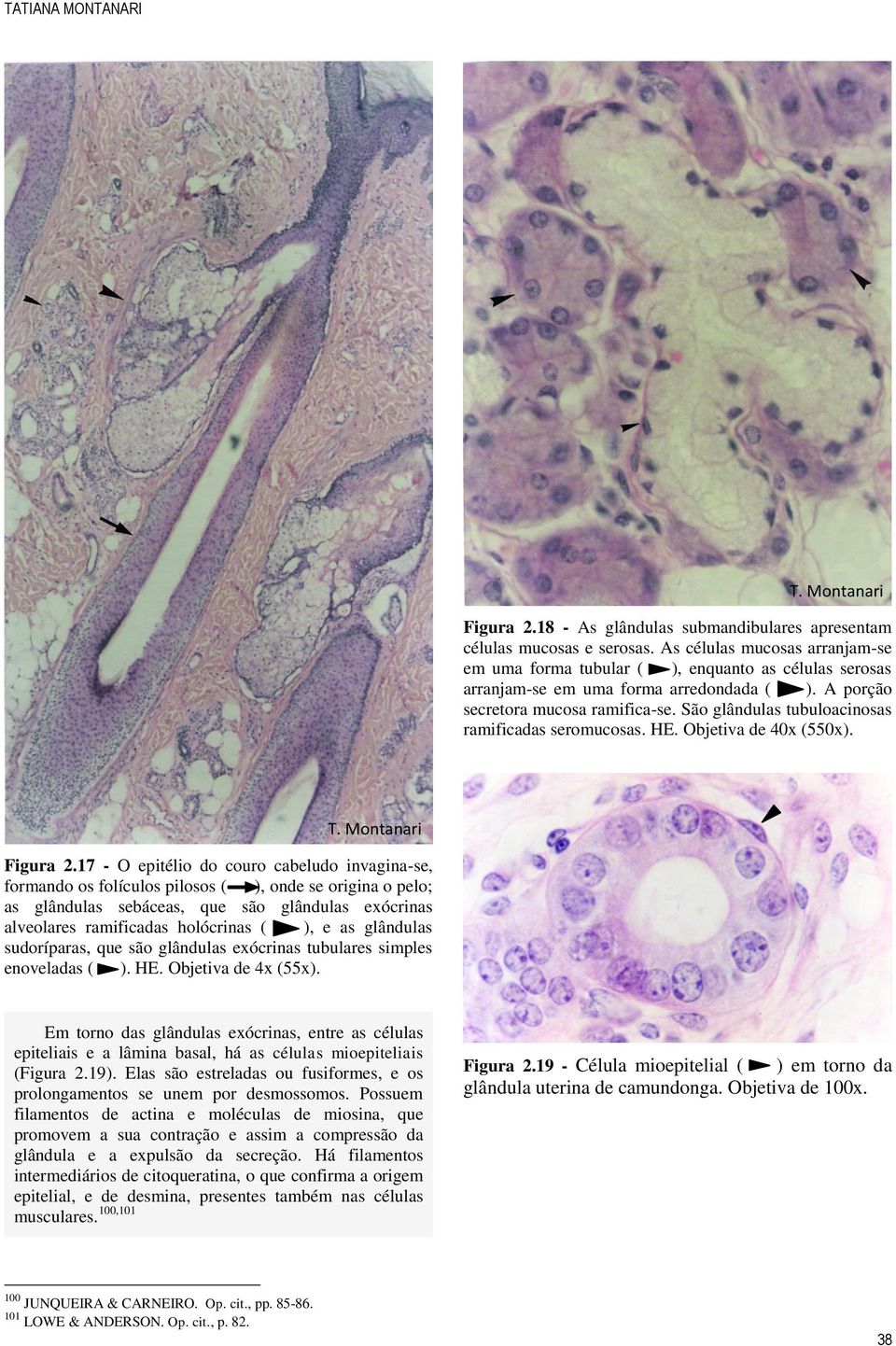 São glândulas tubuloacinosas ramificadas seromucosas. HE. Objetiva de 40x (550x). Figura 2.