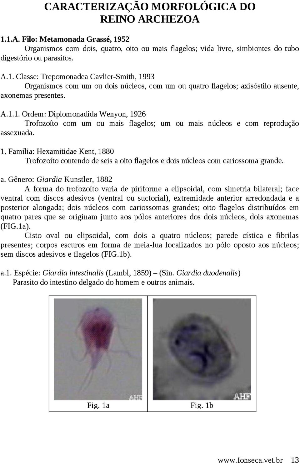 a. Gênero: Giardia Kunstler, 1882 A forma do trofozoíto varia de piriforme a elipsoidal, com simetria bilateral; face ventral com discos adesivos (ventral ou suctorial), extremidade anterior