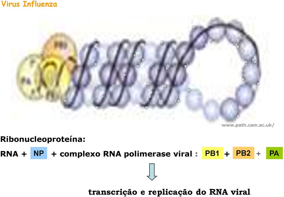 complexo RNA polimerase viral : PB1 +
