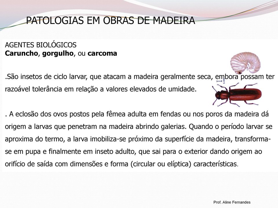 . A eclosão dos ovos postos pela fêmea adulta em fendas ou nos poros da madeira dá origem a larvas que penetram na madeira abrindo galerias.