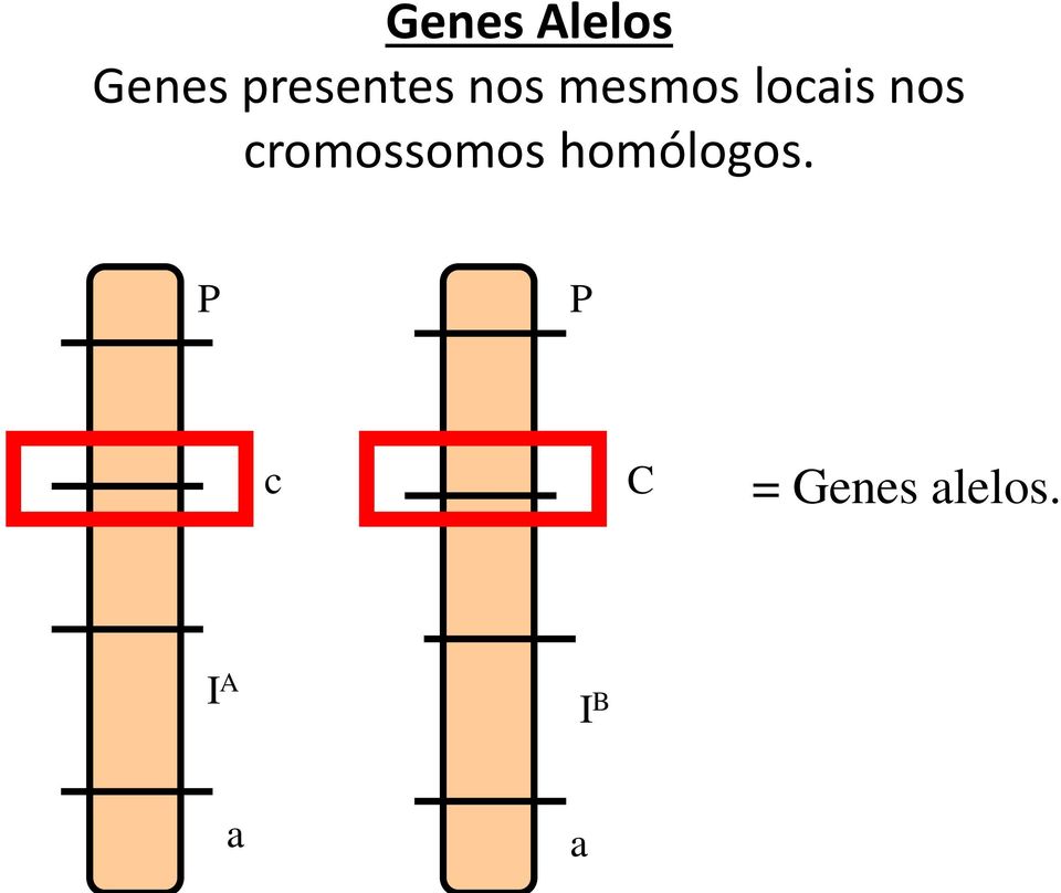 nos cromossomos homólogos.