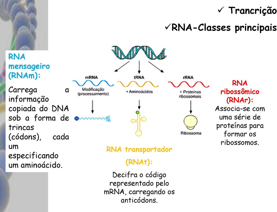 RNA transportador (RNAt): Decifra o código representado pelo mrna, carregando os