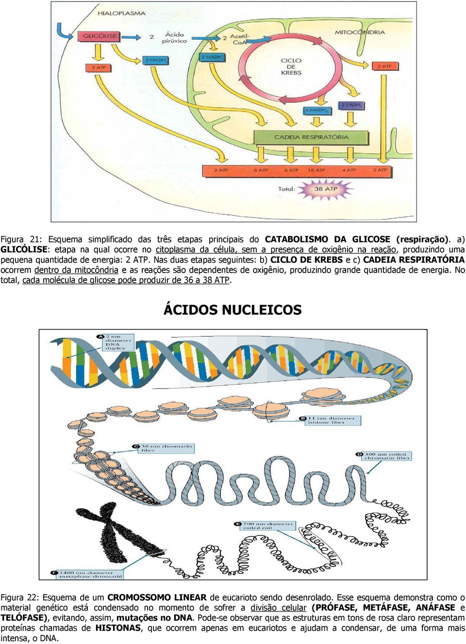 Nas duas etapas seguintes: b) CICLO DE KREBS e c) CADEIA RESPIRATÓRIA ocorrem dentro da mitocôndria e as reações são dependentes de oxigênio, produzindo grande quantidade de energia.