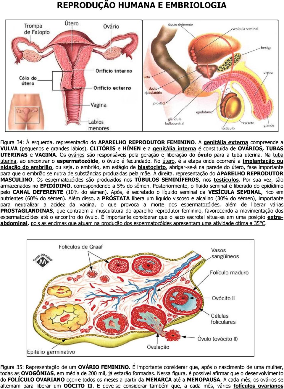 Os ovários são responsáveis pela geração e liberação do óvulo para a tuba uterina. Na tuba uterina, ao encontrar o espermatozóide, o óvulo é fecundado.