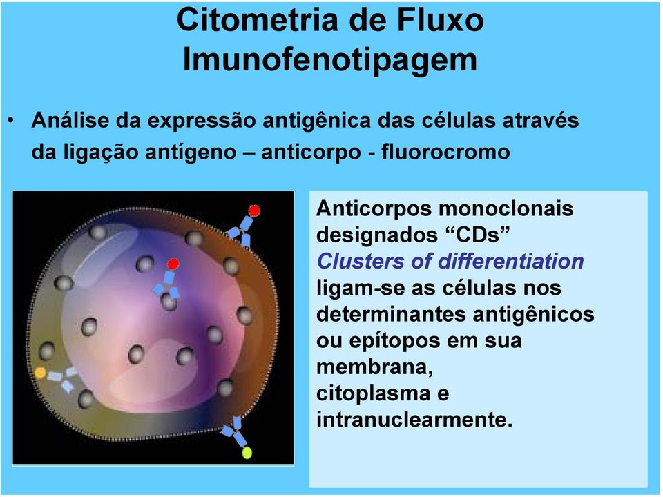 monoclonais designados CDs Clusters of differentiation ligam-se as células