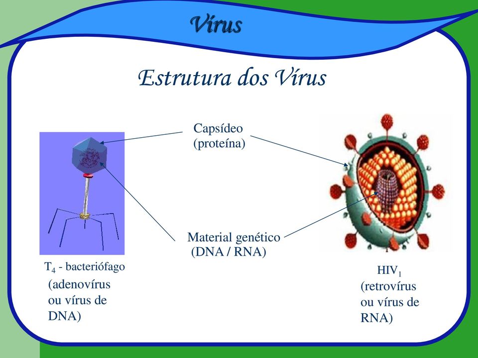 RNA) T 4 - bacteriófago HIV 1