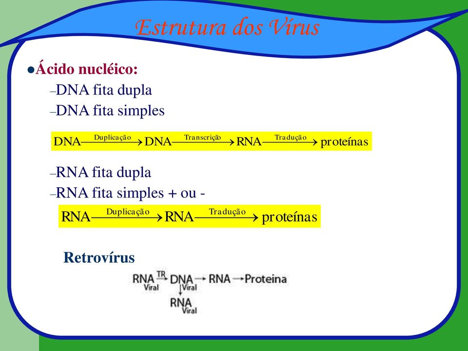 DNA RNA proteínas RNA fita dupla RNA fita simples +