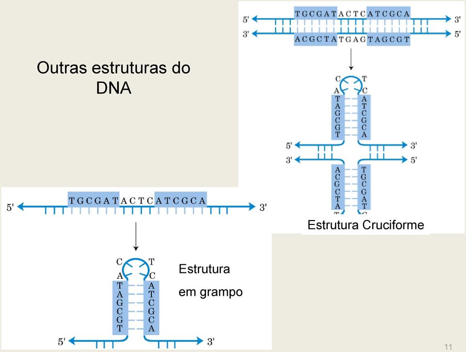 DNA Estrutura