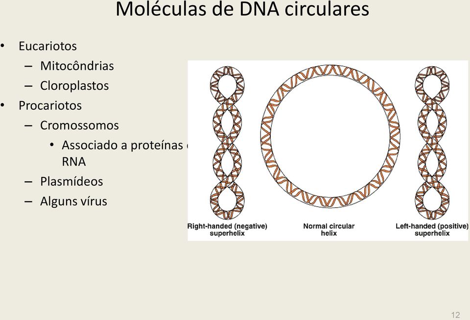 Cromossomos Moléculas de DNA