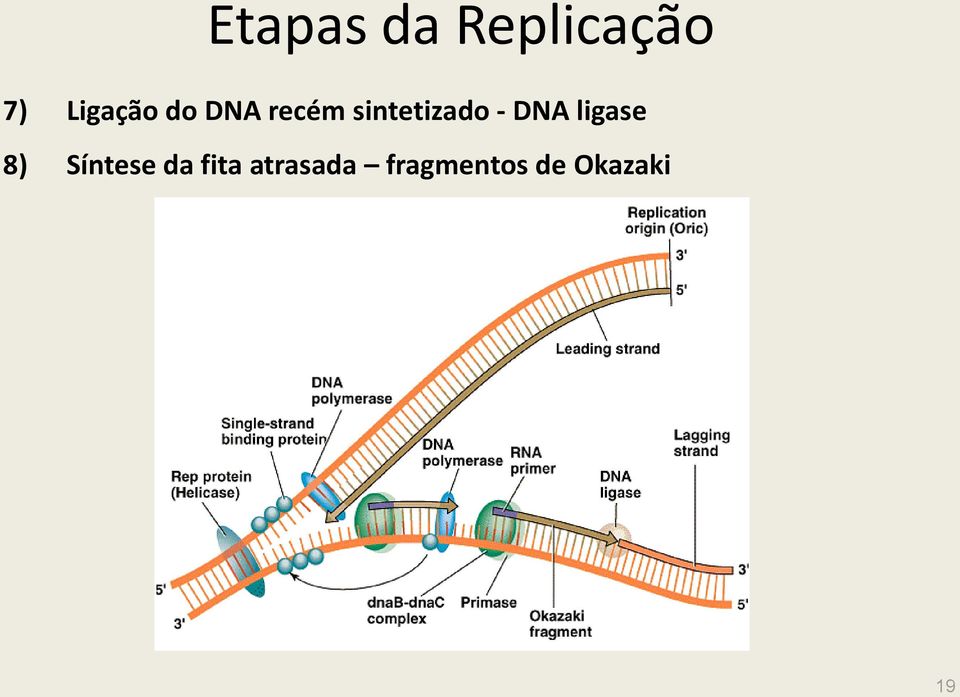 sintetizado - DNA ligase 8)