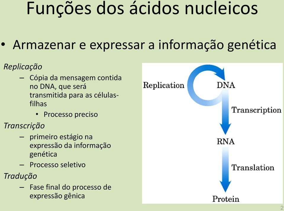 célulasfilhas Processo preciso Transcrição primeiro estágio na expressão da